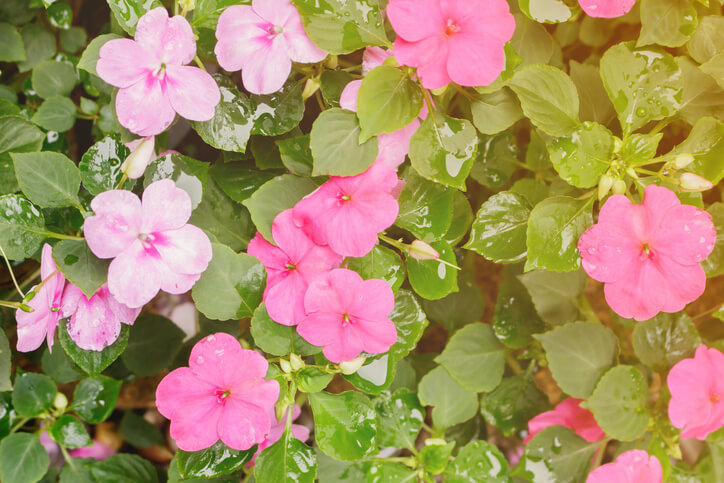 Die richtige Pflege von Edellieschen