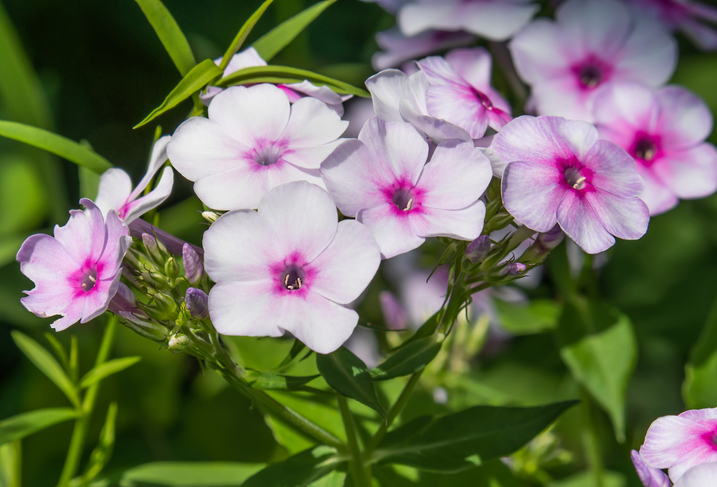 Die richtige Pflege von Phlox