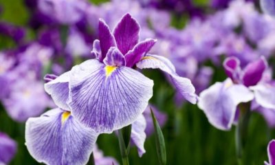 Die richtige Vermehrung der Iris