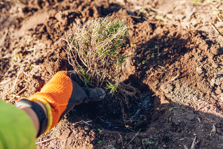 Die richtige Vermehrung von Phlox