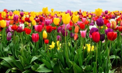 Die verschiedenen Tulpen-Farben und ihre Bedeutungen