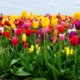 Die verschiedenen Tulpen-Farben und ihre Bedeutungen