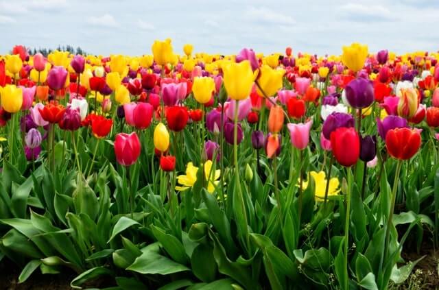 Die verschiedenen Tulpen-Farben und ihre Bedeutungen
