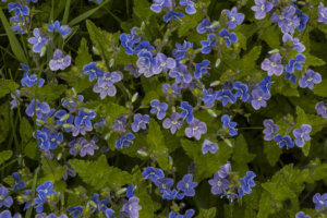 ᐅ Ehrenpreis - der Steckbrief und die wichtigsten Fakten