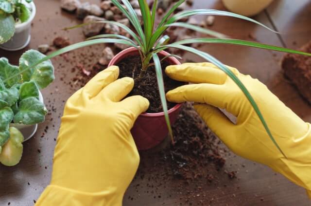 Drachenbaum umtopfen - so klappt es