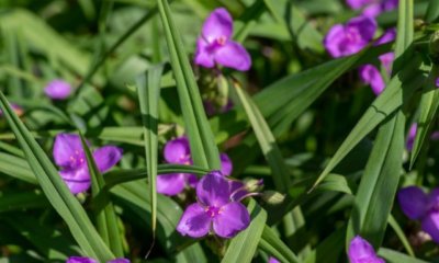 Dreimasterblume - die richtige Pflege