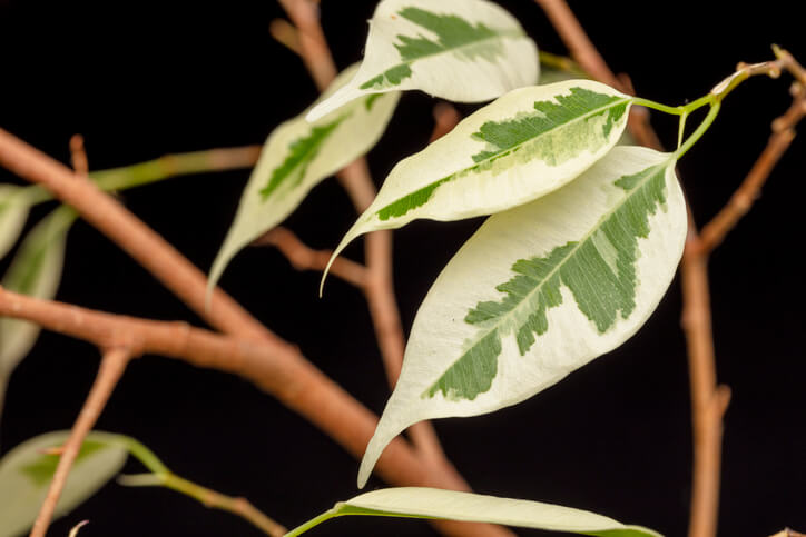 Düngen mit Eierschalen