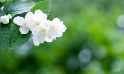 Duftjasmin pflanzen und pflegen