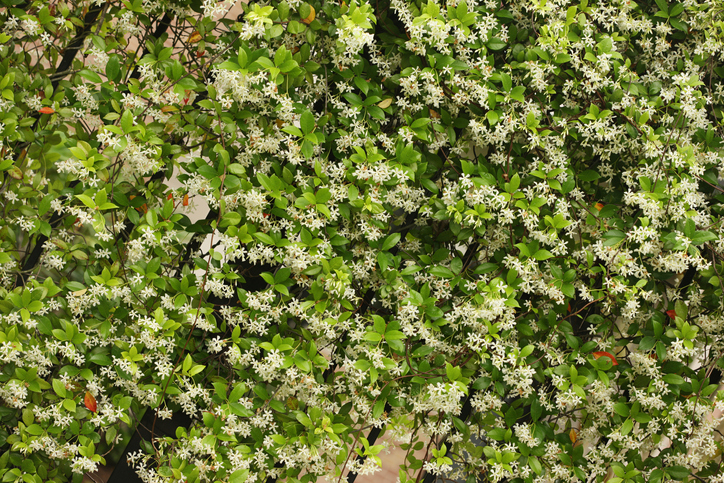 Echten Jasmin als Hecke erziehen
