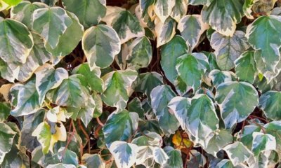 Efeu vertrocknet - was tun