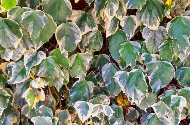 Efeu vertrocknet - was tun