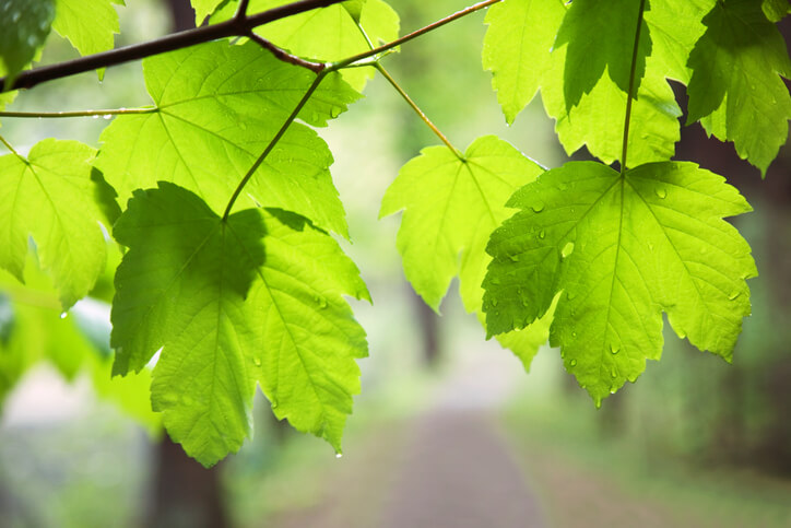 Effektive Bekämpfung der Läuse