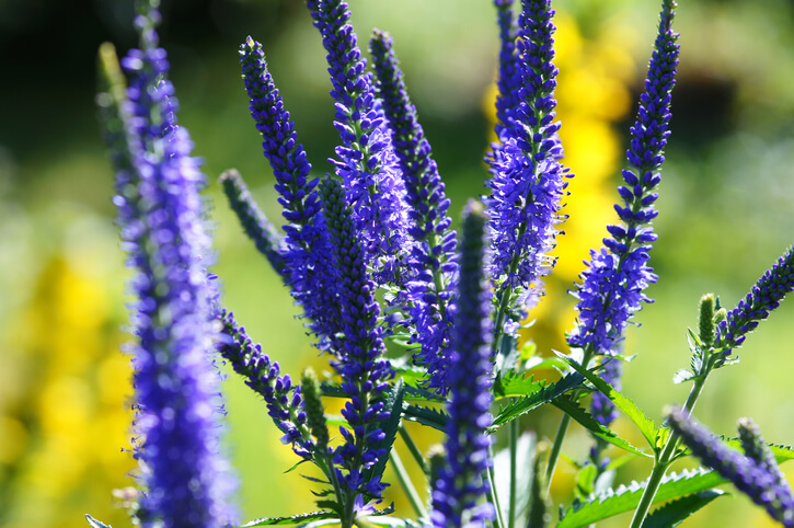 Ehrenpreis-Stauden für den Garten