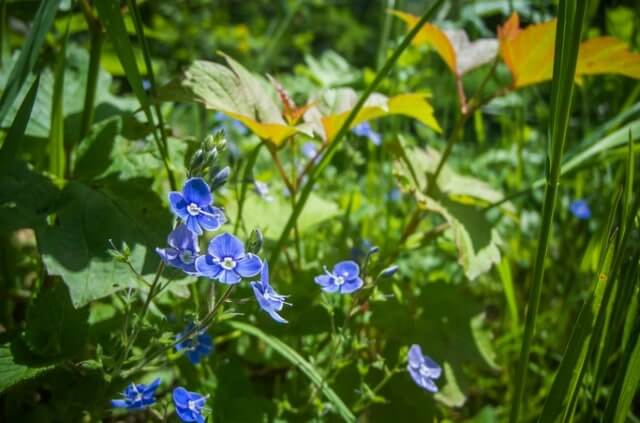 Ehrenpreis - der Steckbrief