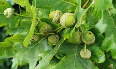 Eiche im eigenen Garten pflanzen