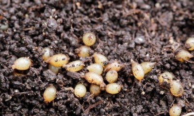 Eier von Insekten in der Blumenerde - Schädlinge und Maßnahmen