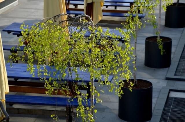 Eine Birke im Topf ziehen