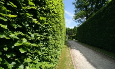 Eine Buchenhecke richtig umpflanzen