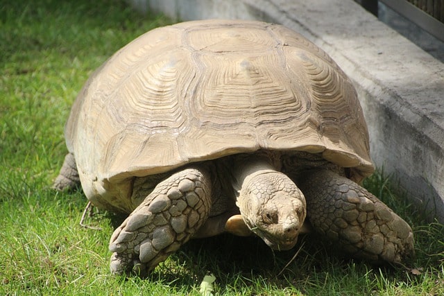 Eine Schildkröte im Garten halten