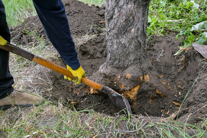 Einen Apfelbaum umpflanzen