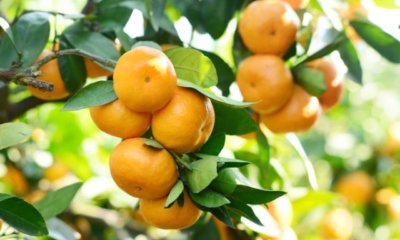 Einen Mandarinenbaum richtig schneiden