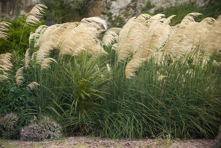  Schilf Im Garten Pflanzen Wissenswertes ber Das S gras