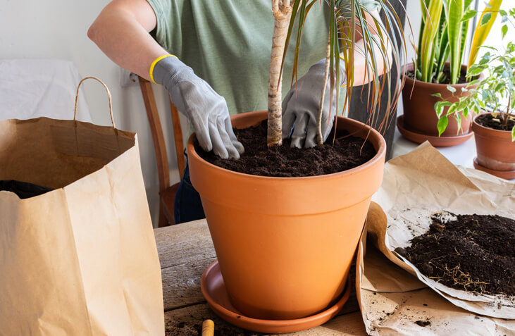 Einsetzen des Drachenbaum