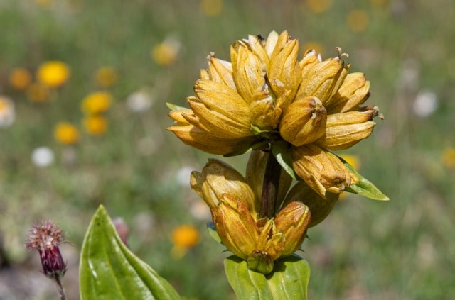 Enzian Samen richtig aussäen