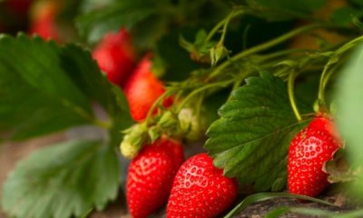 Erdbeeren in Mischkultur - gute und schlechte Nachbarn