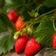 Erdbeeren in Mischkultur - gute und schlechte Nachbarn