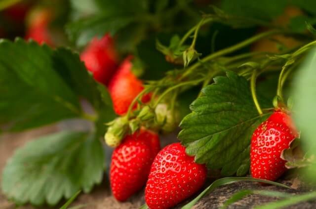 Erdbeeren in Mischkultur - gute und schlechte Nachbarn