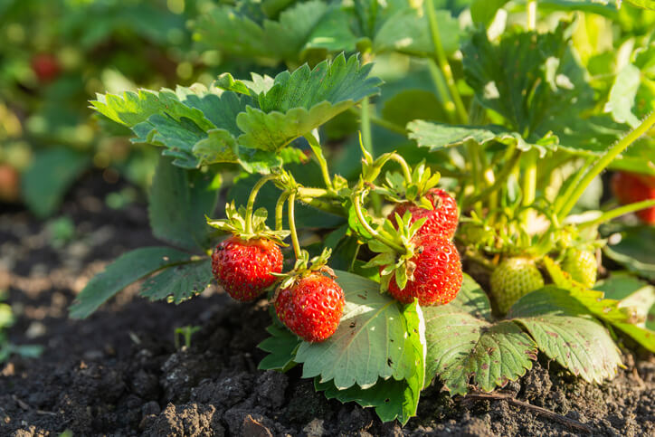Erdbeeren in Mischkultur