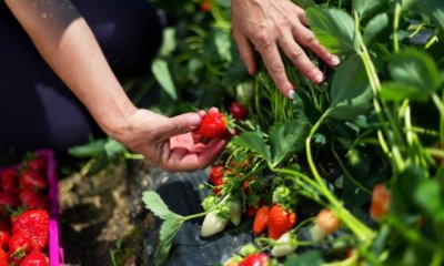 Erdbeeren richtig ernten