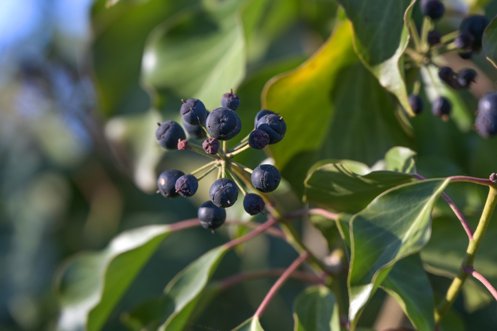 Erscheinungsbild der Früchte