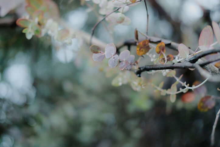 Eukalyptus richtig überwintern