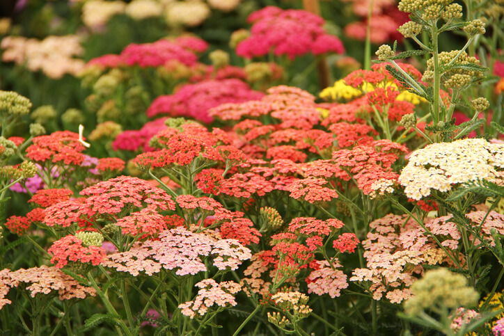 Farbspektrum der Blüte