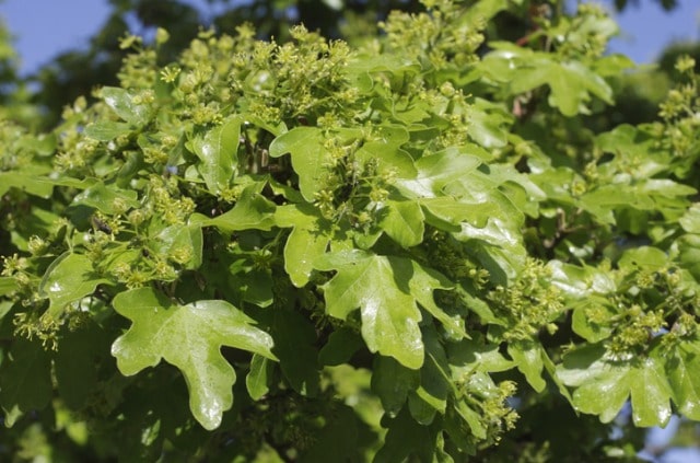 Feldahorn als Hecke pflanzen