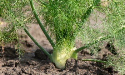 Fenchel trocknen und richtig lagern