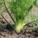 Fenchel trocknen und richtig lagern