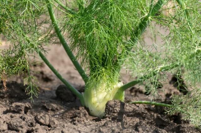 Fenchel trocknen und richtig lagern