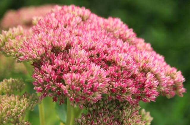 Fetthenne - essbar oder giftig