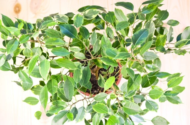 Ficus Benjamini