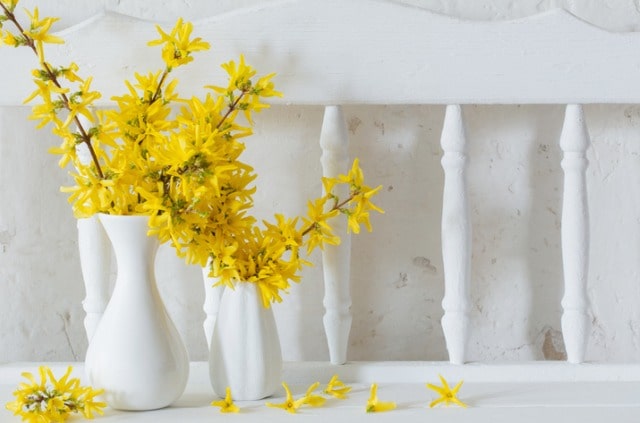 Forsythienzweige in der Vase halten - Tipps und Tricks