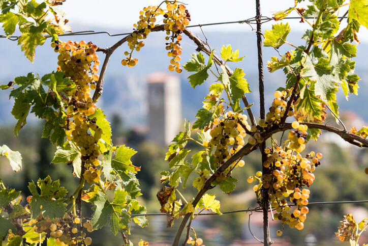 Freistehende Rankhilfen