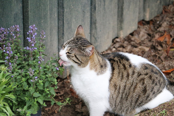 Für Katzen unwiderstehlich
