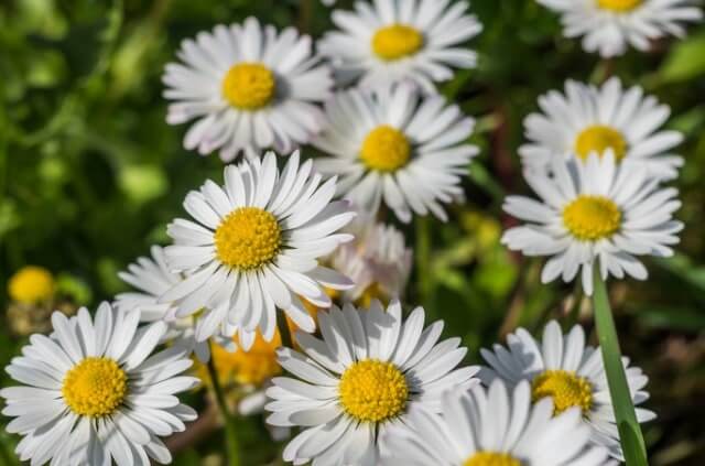 Gänseblümchen - wie viele Arten gibt es