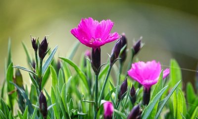 Gartennelken pflanzen und pflegen