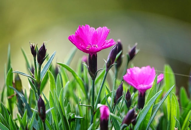 Gartennelken pflanzen und pflegen