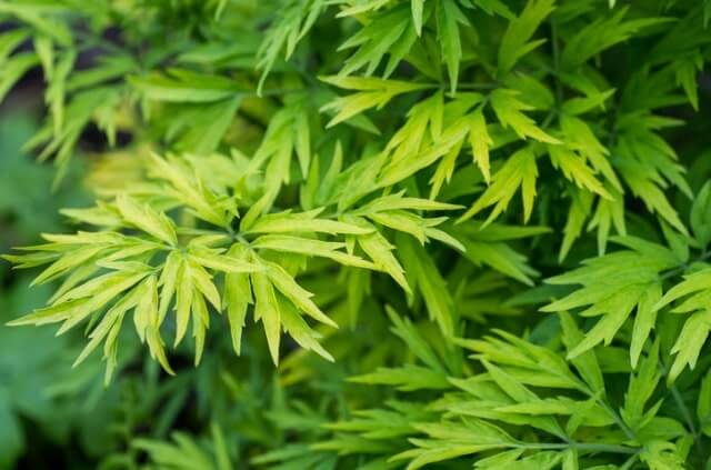 Gelber Holunder - Aussehen, Anbau und Pflege