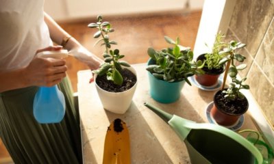 Geldbaum umtopfen - welche Erde eignet sich